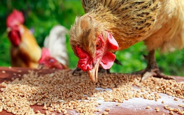 تصویر 5 از قیمت خرید مکمل ویتامینه طیور + فروش ویژه
